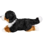Preview: Bernese Mountain Dog lying