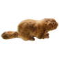 Preview: Marmot