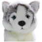 Preview: Husky Welpe