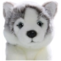 Preview: Husky Welpe