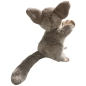 Preview: Buschbaby, Galagos