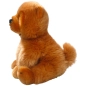 Preview: Chow-Chow