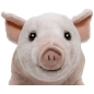Preview: Schwein, Ferkel