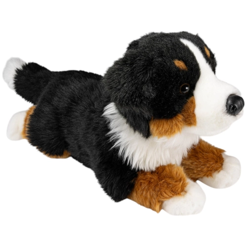 Bernese Mountain Dog lying
