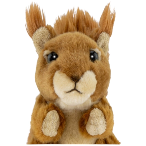Eichhörnchen