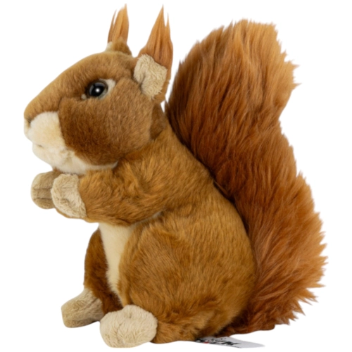 Eichhörnchen