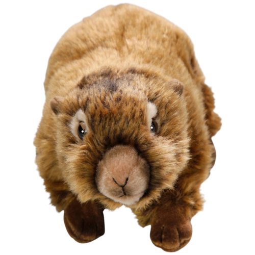 Murmeltier