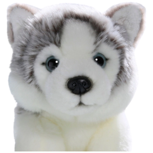 Husky Welpe