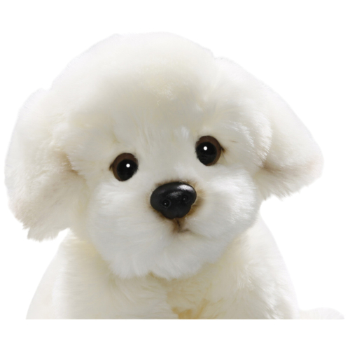 Bichon dog sitting