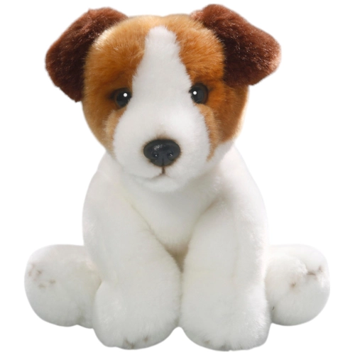 Jack Russel Terrier