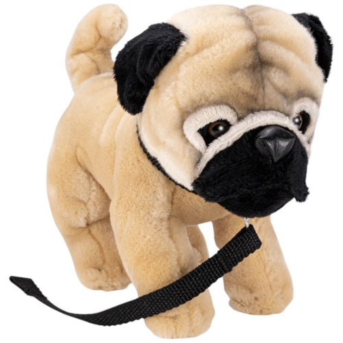 Pug with lead standing