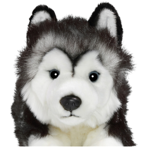 Husky black-white