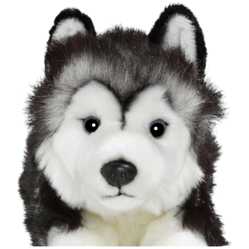 Husky schwarz-weiß liegend