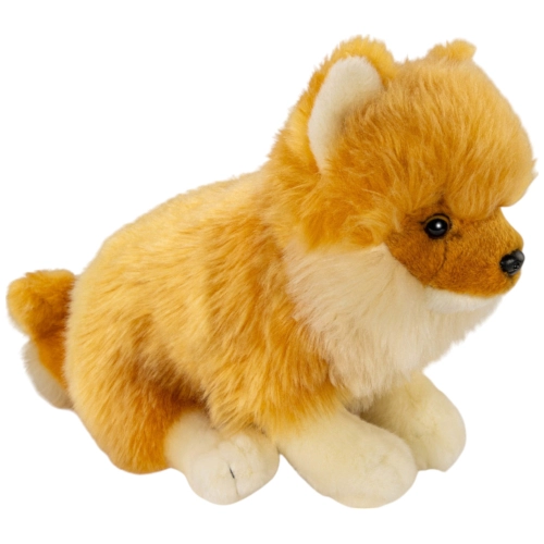 Zwergspitz sitzend, Pomeranian Hund