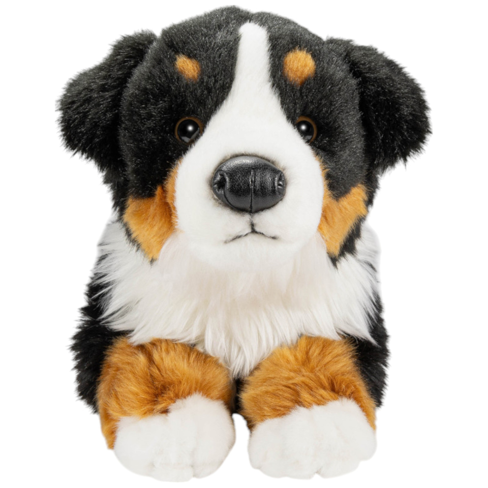 Berner Sennenhund liegend