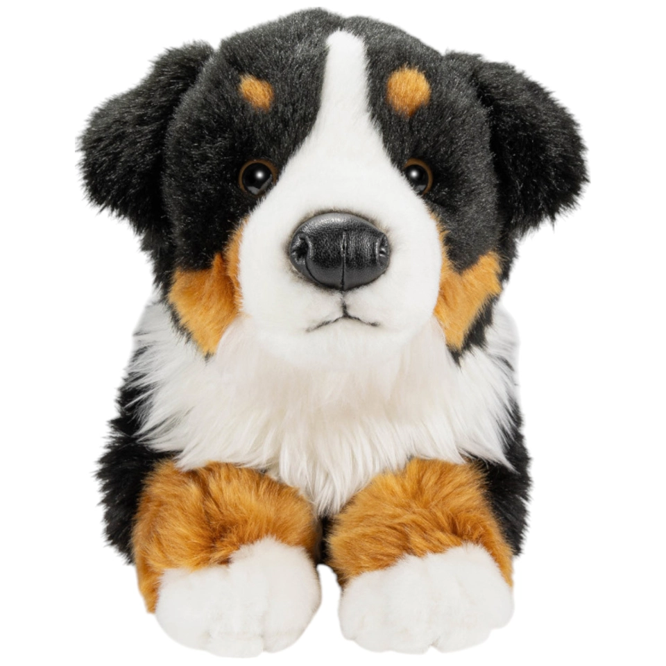 Bernese Mountain Dog lying