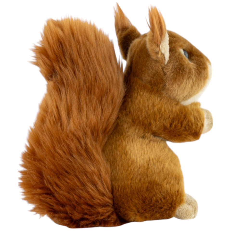Eichhörnchen