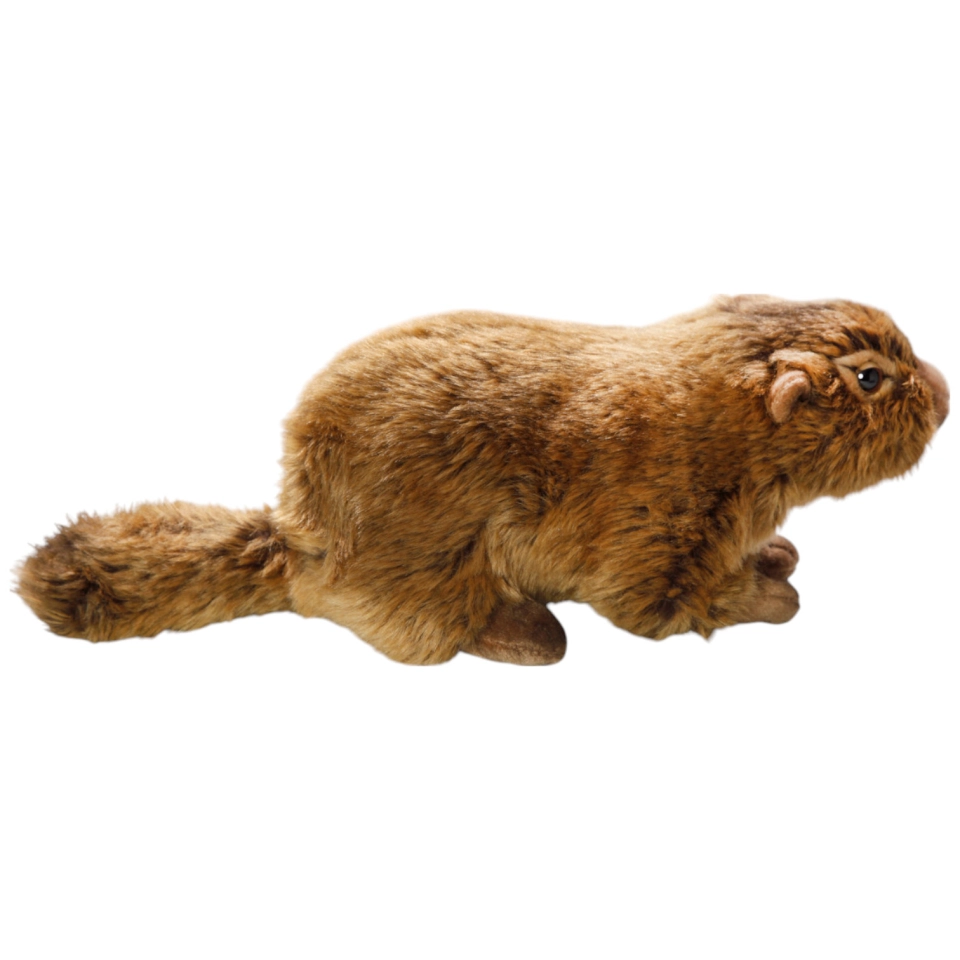 Murmeltier
