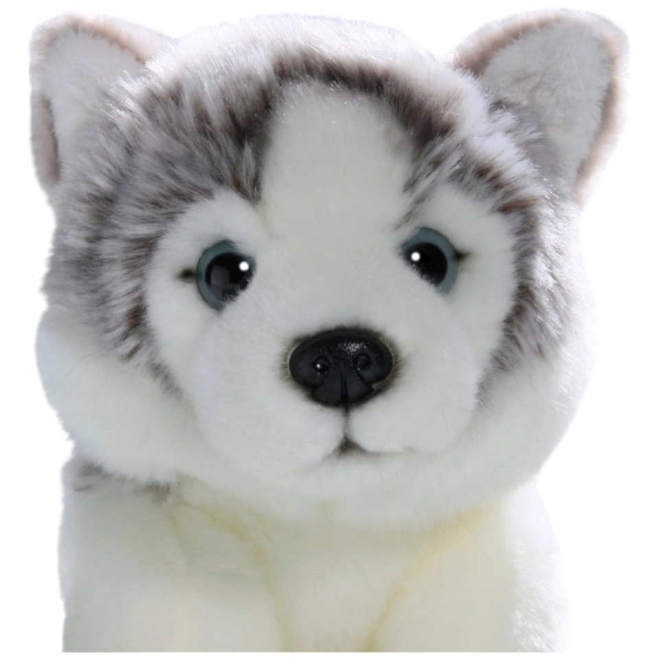 Husky Welpe