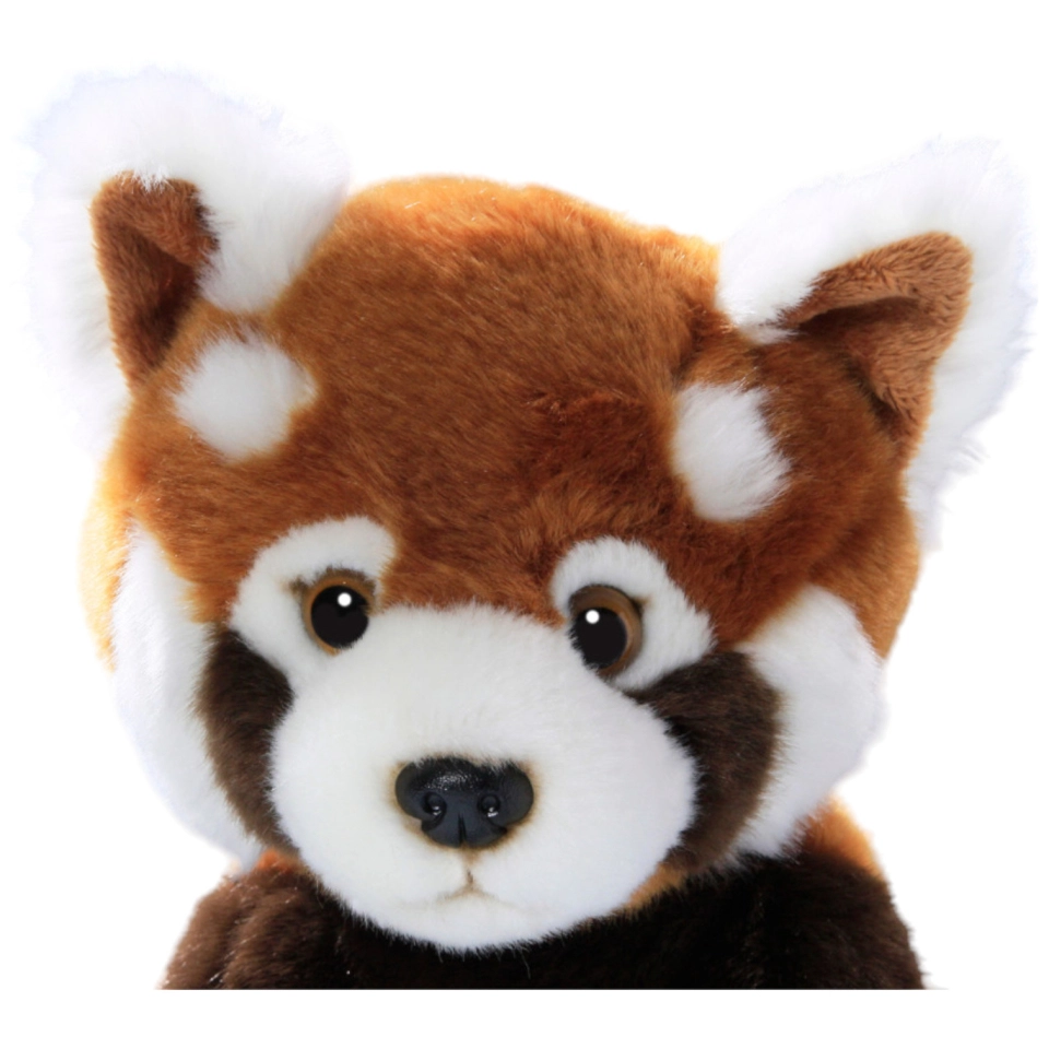 Katzenbär, Roter Panda sitzend