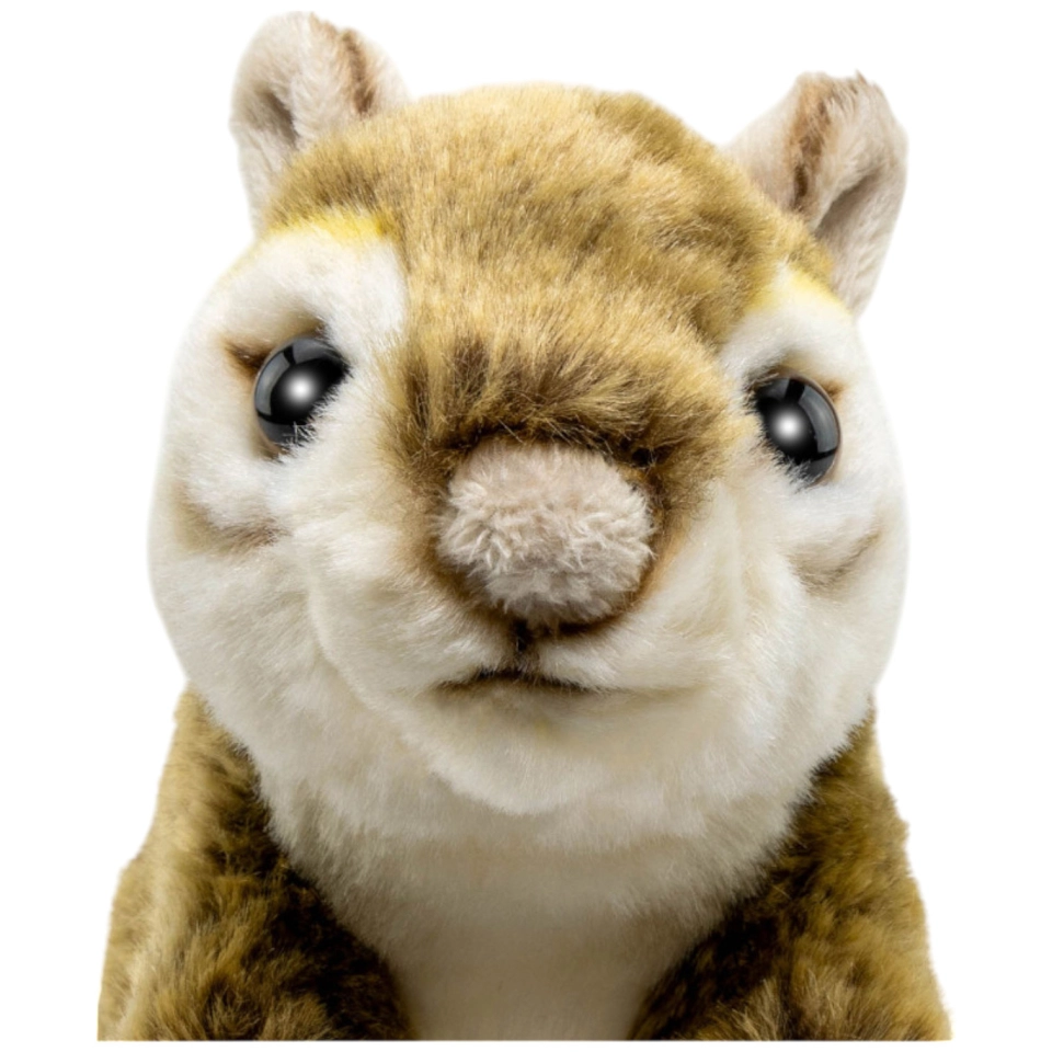 Eichhörnchen, Streifenhörnchen