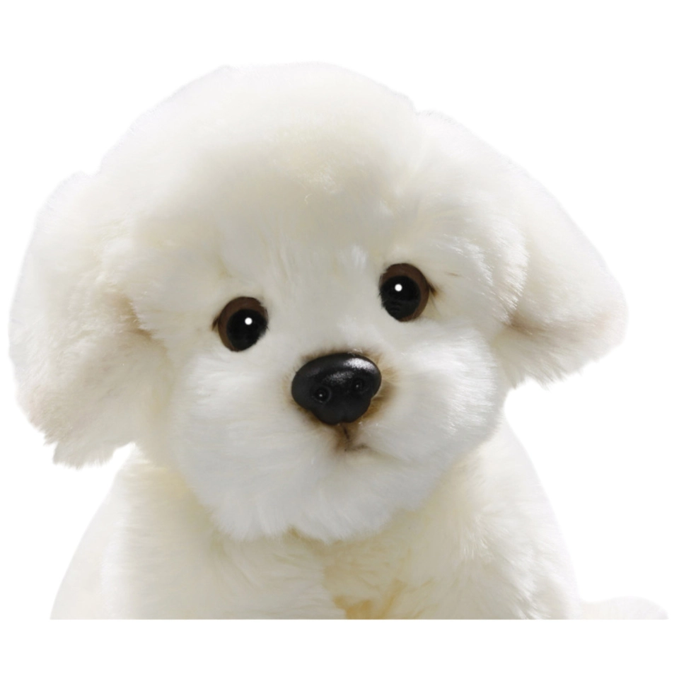 Bichon sitzend