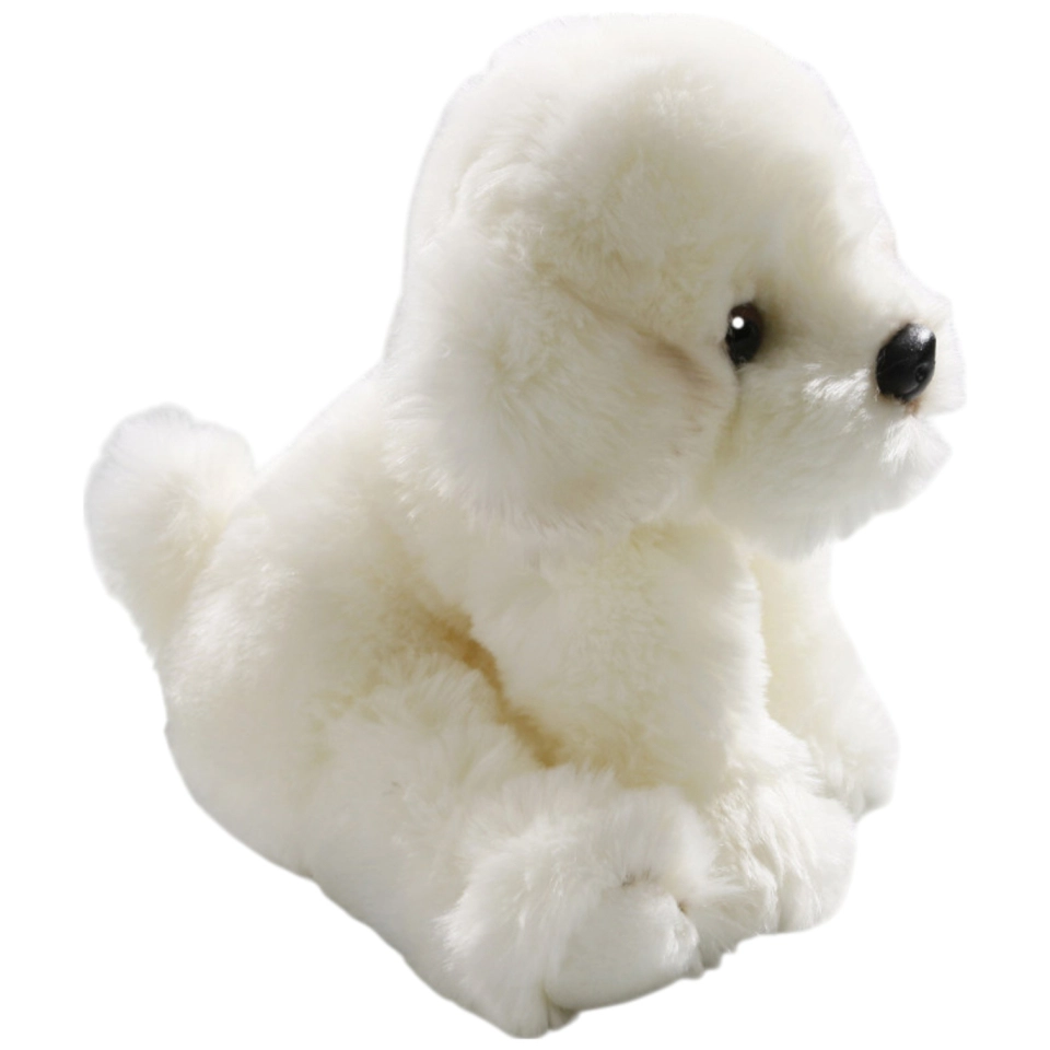 Bichon sitzend