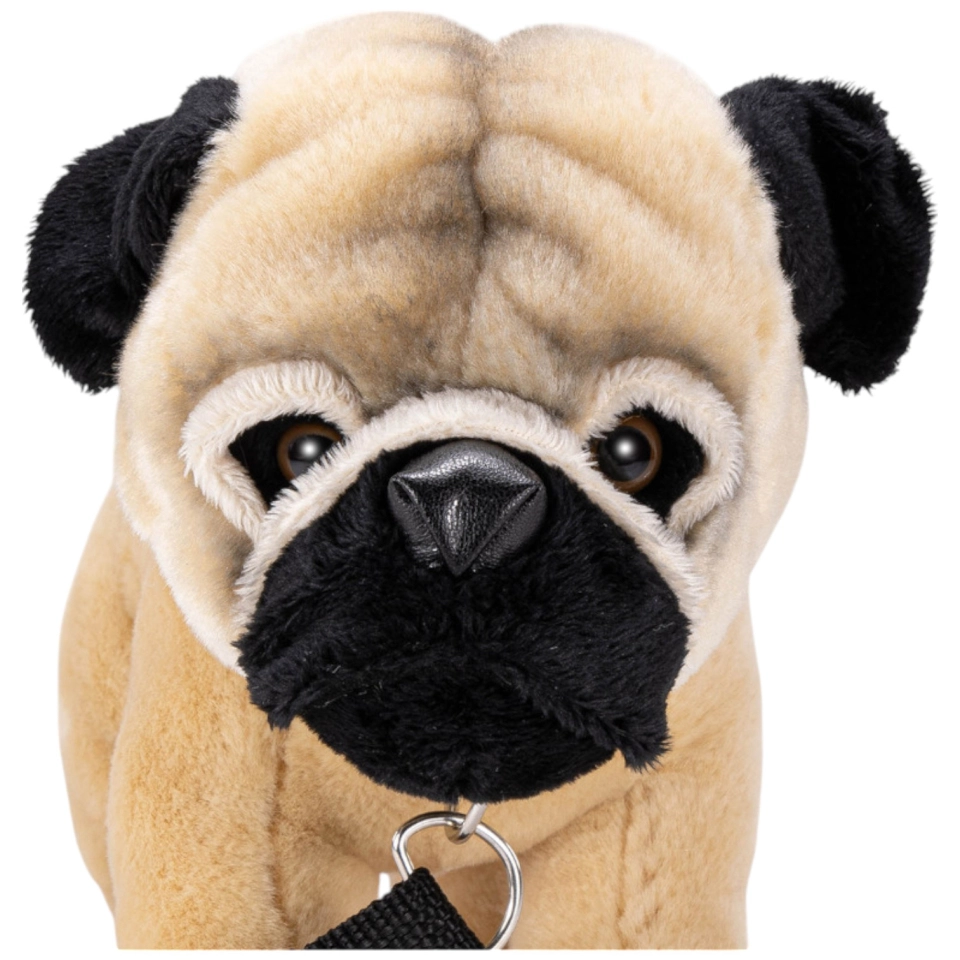 Pug with lead standing Pug with lead standing