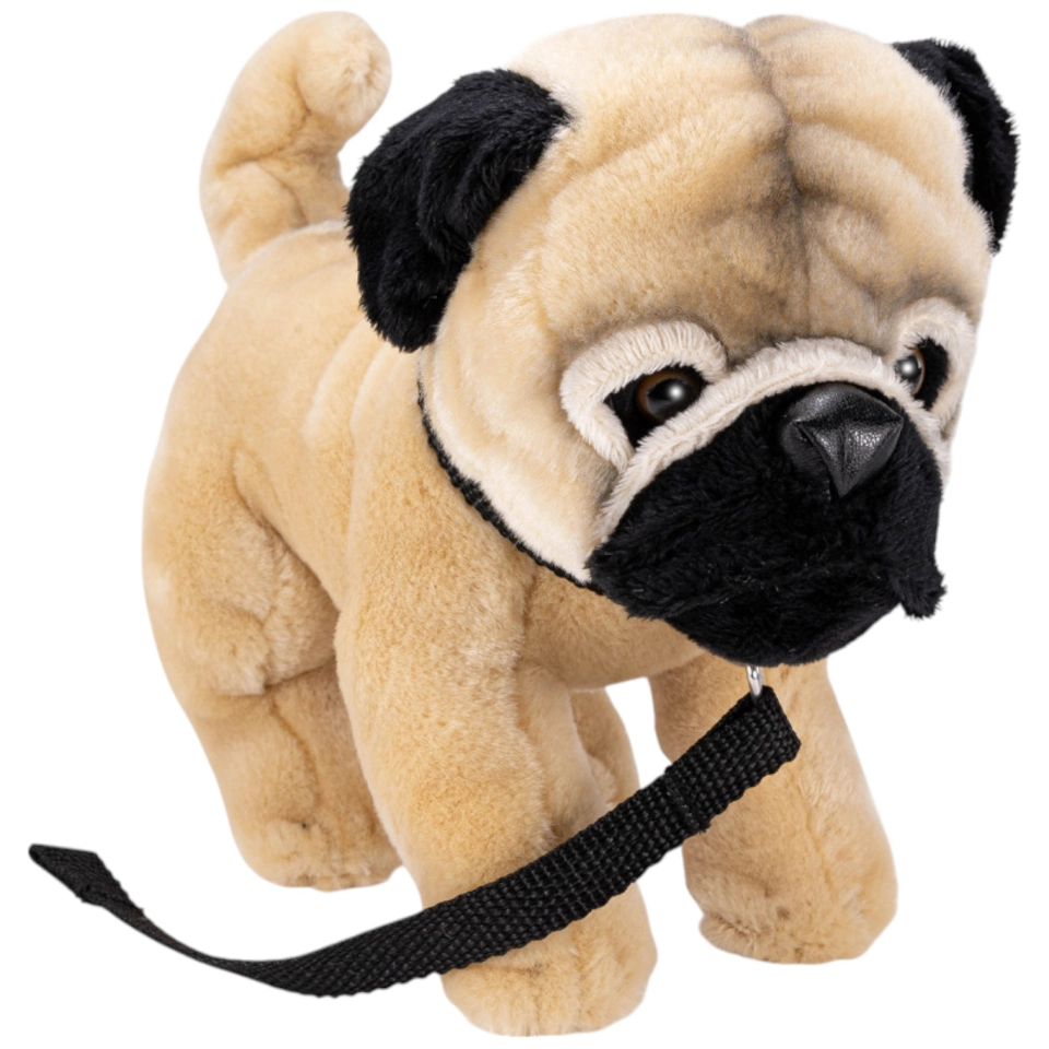 Pug with lead standing Pug with lead standing