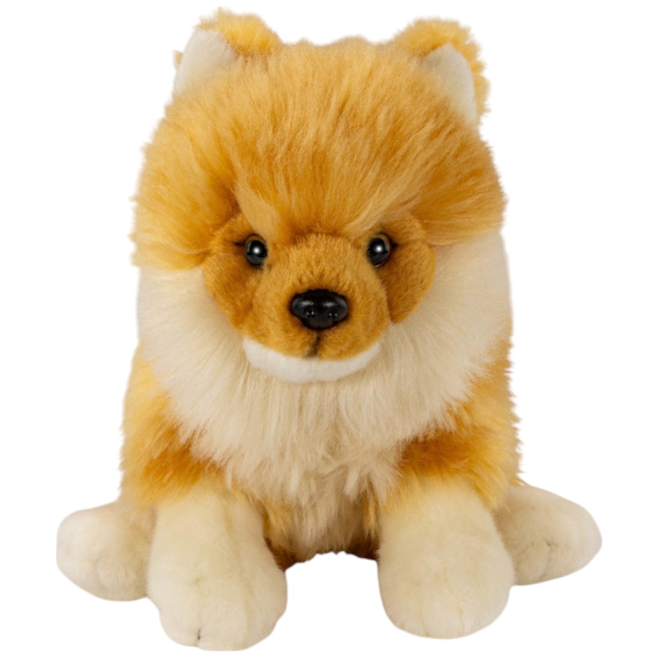 Zwergspitz sitzend, Pomeranian Hund
