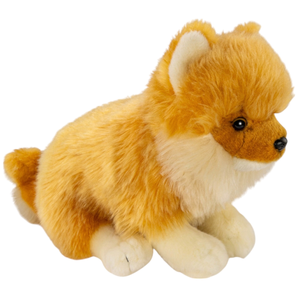 Zwergspitz sitzend, Pomeranian Hund