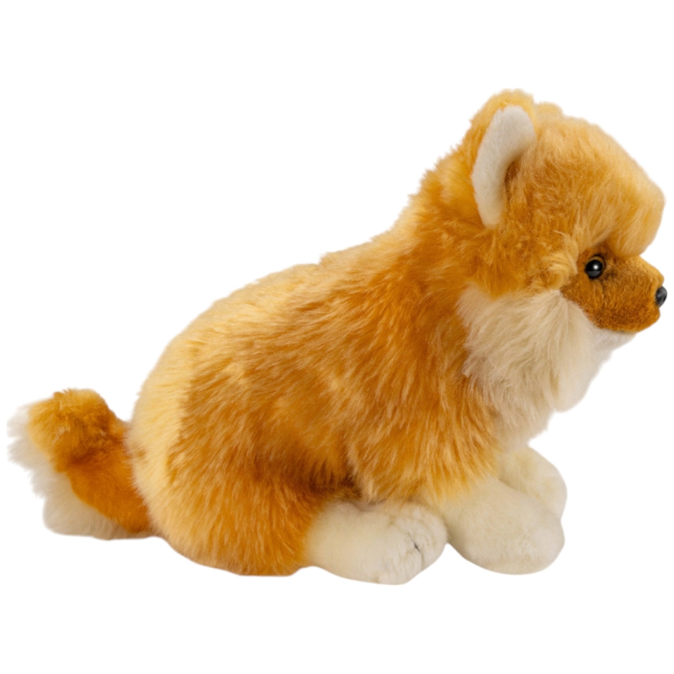 Zwergspitz sitzend, Pomeranian Hund